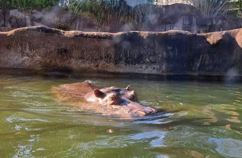 台北市立動物園河馬（圖／台灣旅行小幫手提供）