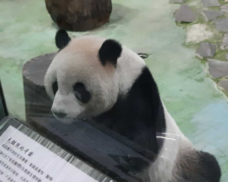 台北市立動物園貓熊（圖／台灣旅行小幫手提供）