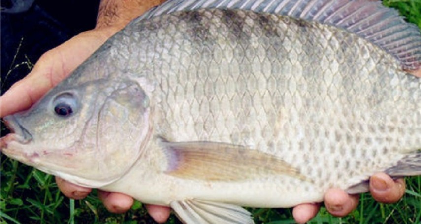 台灣人不吃吳郭魚？印尼網友揭開台灣飲食的另一面