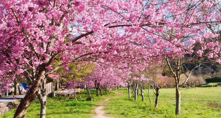 2023櫻花季》賞櫻10大秘境、花期大公開，第一名「花團錦簇」美到像在日本