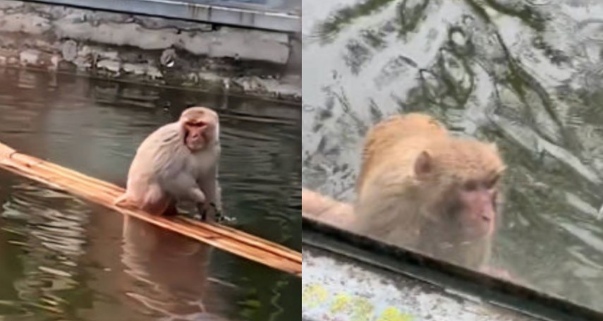 小潑猴手撕貓狗超囂張　遭動物園「強制收編」下場被同類打成落水猴…威風→落魄QQ