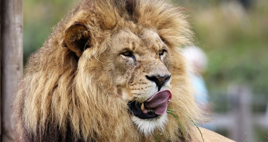 被獅子拖進籠內咬死？日本動物園飼養員「命喪獅籠」　監視器驚見「被發現時門全開著」