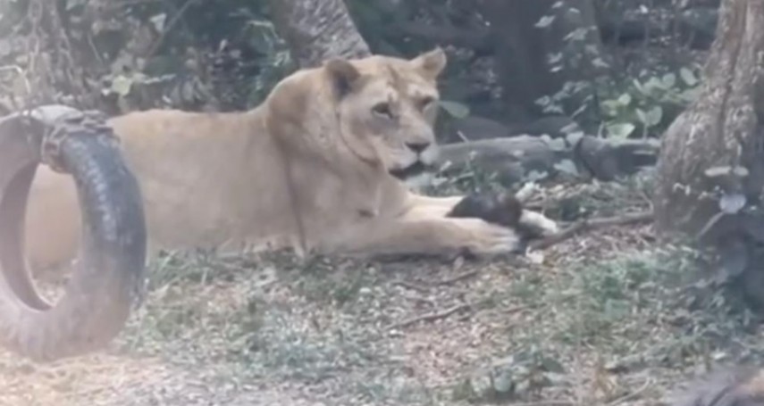 壽山動物園的弱肉強食！野生獼猴墜落「慘遭母獅撲殺」　遊客驚：母猴想救都來不及