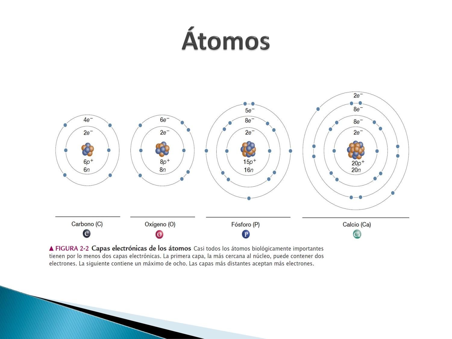 Biomoléculas by Ana Lucia Moncayo Benalcazar - Issuu