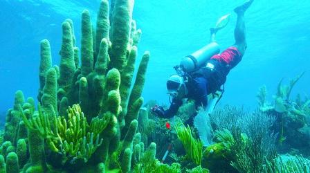 Video thumbnail: Nature Treasure of the Caribbean