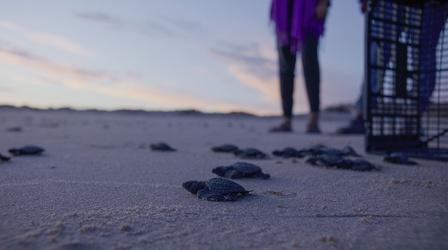 Video thumbnail: Dynamic Planet Turtle Hatching and Release