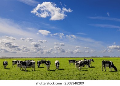 Contented dairy cows. A herd of black and white  dairy cows with udders full of milk graze in a lush green spring pasture against a blue sky.