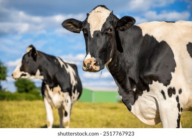 Herd of dairy cows in the middle of fields in the countryside in France.