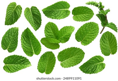 Mint leaves collection - Ready to use Premium PNG Cutout isolated image
