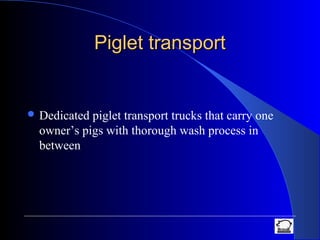 Piglet transportPiglet transport
 Dedicated piglet transport trucks that carry one
owner’s pigs with thorough wash process in
between
 