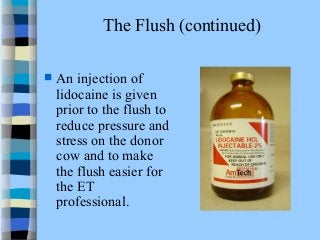 The Flush (continued) 
 An injection of 
lidocaine is given 
prior to the flush to 
reduce pressure and 
stress on the donor 
cow and to make 
the flush easier for 
the ET 
professional. 
 