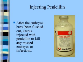 Injecting Penicillin 
 After the embryos 
have been flushed 
out, uterus 
injected with 
penicillin to kill 
any missed 
embryos or 
infections. 
 