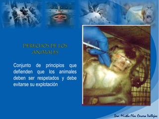 Conjunto de principios que
defienden que los animales
deben ser respetados y debe
evitarse su explotación
 