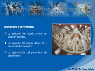 DISEÑO DEL EXPERIMENTO
 La selección del modelo animal: su
calidad y cantidad.
 La selección del inóculo: dosis, vía y
frecuencia de inoculación.
 La determinación del punto final del
experimento.
 