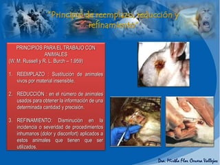 PRINCIPIOS PARA EL TRABAJO CON
ANIMALES
(W. M. Russell y R. L. Burch – 1.959)
1. REEMPLAZO : Sustitución de animales
vivos por material insensible.
2. REDUCCIÓN : en el número de animales
usados para obtener la información de una
determinada cantidad y precisión.
3. REFINAMIENTO: Disminución en la
incidencia o severidad de procedimientos
inhumanos (dolor y disconfort) aplicados a
estos animales que tienen que ser
utilizados.
 