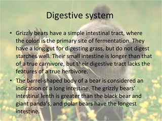 Digestive system  Grizzly bears have a simple intestinal tract, where the colon is the primary site of fermentation. They have a long gut for digesting grass, but do not digest starches well. Their small intestine is longer than that of a true carnivore, but their digestive tract lacks the features of a true herbivore.  The barrel-shaped body of a bear is considered an indication of a long intestine. The grizzly bears’ intestinal lenth is greater than the black bear and giant panda’s, and polar bears have the longest intestine.  