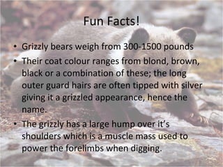 Fun Facts! Grizzly bears weigh from 300-1500 pounds Their coat colour ranges from blond, brown, black or a combination of these; the long outer guard hairs are often tipped with silver giving it a grizzled appearance, hence the name.  The grizzly has a large hump over it’s shoulders which is a muscle mass used to power the forelimbs when digging.  