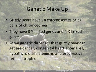 Genetic Make Up  Grizzly Bears have 74 chromosomes or 37 pairs of chromosomes  They have 3 Y-linked genes and 4 X-linked genes Some genetic disorders that grizzly bear can get are cancer, congenital heart anomalies, hypothyroidism, albinism, and progressive retinal atrophy.  