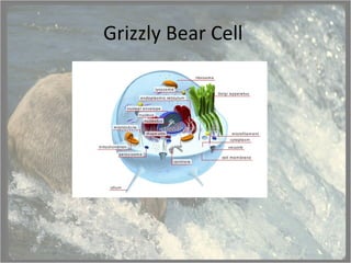 Grizzly Bear Cell  