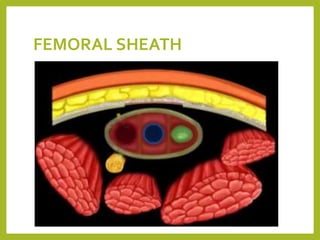 FEMORAL SHEATH
 