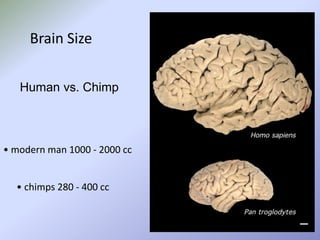 Brain Size
Human vs. Chimp

• modern man 1000 - 2000 cc

• chimps 280 - 400 cc

 