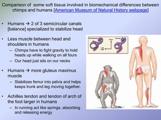 Comparison of some soft tissue involved in biomechanical differences between
chimps and humans [American Museum of Natural History webpage]
• Humans  2 of 3 semicircular canals
[balance] specialized to stabilize head
• Less muscle between head and
shoulders in humans
– Chimps have to fight gravity to hold
heads up while walking on all fours
– Our head just sits on our necks

• Humans  more gluteus maximus
muscle
– Stabilizes femur into pelvis and helps
keeps trunk and leg moving together.

• Achilles tendon and tendon of arch of
the foot larger in humans
– In running act like springs, absorbing
and releasing energy

 