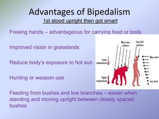 Advantages of Bipedalism
1st stood upright then got smart
Freeing hands – advantageous for carrying food or tools
Improved vision in grasslands
Reduce body’s exposure to hot sun
Hunting or weapon use
Feeding from bushes and low branches – easier when
standing and moving upright between closely spaced
bushes

 