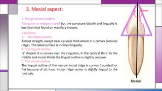 3. Mesial aspect:
1. The geometric outline
Triangular or wedge-shaped but the curvature labially and lingually is
less than that found on maxillary incisors.
2.outlines:
A. The labial outline:
Almost straight, except near cervical third where it is convex (cervical
ridge). The labial surface is inclined lingually.
B. The lingual outline:
‘S’ shaped. It is convex over the cingulum, in the cervical third. In the
middle and incisal thirds the lingual outline is slightly concave.
C. The incisal outline:
The lingual outline of the narrow incisal ridge is convex (rounded) or
flat because of attrition. Incisal ridge center is slightly lingual to the
root axis.
 