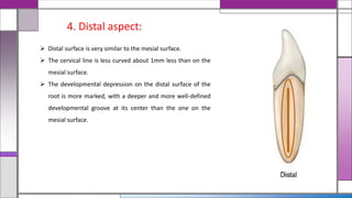  Distal surface is very similar to the mesial surface.
 The cervical line is less curved about 1mm less than on the
mesial surface.
 The developmental depression on the distal surface of the
root is more marked, with a deeper and more well-defined
developmental groove at its center than the one on the
mesial surface.
4. Distal aspect:
 