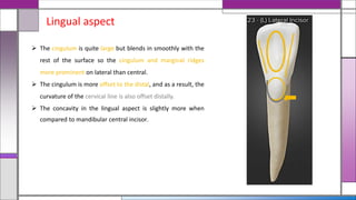  The cingulum is quite large but blends in smoothly with the
rest of the surface so the cingulum and marginal ridges
more prominent on lateral than central.
 The cingulum is more offset to the distal, and as a result, the
curvature of the cervical line is also offset distally.
 The concavity in the lingual aspect is slightly more when
compared to mandibular central incisor.
Lingual aspect
 