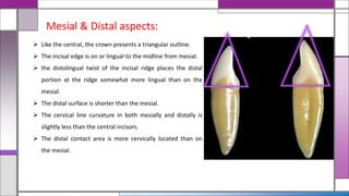  Like the central, the crown presents a triangular outline.
 The incisal edge is on or lingual to the midline from mesial.
 the distolingual twist of the incisal ridge places the distal
portion at the ridge somewhat more lingual than on the
mesial.
 The distal surface is shorter than the mesial.
 The cervical line curvature in both mesially and distally is
slightly less than the central incisors.
 The distal contact area is more cervically located than on
the mesial.
Mesial & Distal aspects:
 