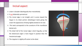  crown is broader labiolingually than mesiodistally.
 It not bilaterally symmetrical.
 The incisal edge is not straight and it curves toward the
lingual in its distal portion (distolingual twist) giving the
crown the appearance of being slightly twisted on its root.
 This twist corresponds to the curvature of the mandibular
dental arch.
 The distal half of the incisal edge is bent lingually, so that
the distoincisal angle is more lingual in position than the
mesioincisal angle.
 The cingulum is slightly off-center to the distal.
Incisal aspect
 