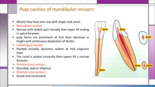 Pulp cavities of mandibular incisors:
 Mostly they have one root with single root canal.
 Mesiodistal section
 Narrow with widest part incisally then taper till ending
in apical foramen
 pulp horns are prominent at first then decrease in
height with continuous deposition of dentin.
 Labiolingual section:
 Pointed incisally, becomes widest at mid cingulum
level.
 The canal is widest cervically then tapers till a narrow
foramen.
 Cervical cross section:
 Rounded, oval or elliptical.
 Midroot cross section:
 Ovoid and constricted.
 