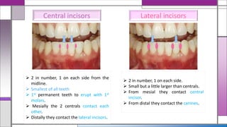 Central incisors Lateral incisors
 2 in number, 1 on each side from the
midline.
 Smallest of all teeth
 1st permanent teeth to erupt with 1st
molars.
 Mesially the 2 centrals contact each
other.
 Distally they contact the lateral incisors.
 2 in number, 1 on each side.
 Small but a little larger than centrals.
 From mesial they contact central
incisor.
 From distal they contact the canines.
 