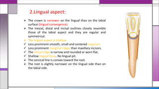 2.Lingual aspect:
 The crown is narrower on the lingual than on the labial
surface (lingual convergence).
 The mesial, distal and incisal outlines closely resemble
those of the labial aspect and they are regular and
symmetrical.
 The lingual aspect is shallow:
 Less prominent smooth, small and centered cingulum
 Less prominent marginal ridges than maxillary incisors.
 The incisal ridge is narrow and rounded or worn flat.
 Shallow lingual fossa. No lingual pit.
 The cervical line is convex toward the root.
 The root is slightly narrower on the lingual side than on
the labial side.
 