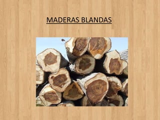 MADERAS BLANDAS
 