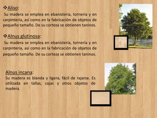 Aliso:
Su madera se emplea en ebanistería, tornería y en
carpintería, así como en la fabricación de objetos de
pequeño tamaño. De su corteza se obtienen taninos.
Alnus glutinosa:
Su madera se emplea en ebanistería, tornería y en
carpintería, así como en la fabricación de objetos de
pequeño tamaño. De su corteza se obtienen taninos.
Alnus incana:
Su madera es blanda y ligera, fácil de rajarse. Es
utilizada en tallas, cajas y otros objetos de
madera.
 