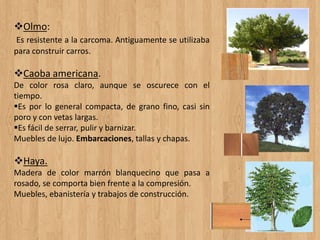 Olmo:
Es resistente a la carcoma. Antiguamente se utilizaba
para construir carros.
Caoba americana.
De color rosa claro, aunque se oscurece con el
tiempo.
Es por lo general compacta, de grano fino, casi sin
poro y con vetas largas.
Es fácil de serrar, pulir y barnizar.
Muebles de lujo. Embarcaciones, tallas y chapas.
Haya.
Madera de color marrón blanquecino que pasa a
rosado, se comporta bien frente a la compresión.
Muebles, ebanistería y trabajos de construcción.
 