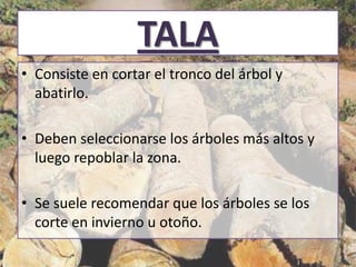 TALA
• Consiste en cortar el tronco del árbol y
abatirlo.
• Deben seleccionarse los árboles más altos y
luego repoblar la zona.
• Se suele recomendar que los árboles se los
corte en invierno u otoño.
 