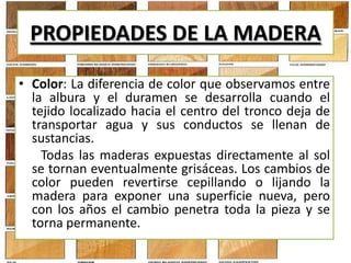 PROPIEDADES DE LA MADERA
• Color: La diferencia de color que observamos entre
la albura y el duramen se desarrolla cuando el
tejido localizado hacia el centro del tronco deja de
transportar agua y sus conductos se llenan de
sustancias.
Todas las maderas expuestas directamente al sol
se tornan eventualmente grisáceas. Los cambios de
color pueden revertirse cepillando o lijando la
madera para exponer una superficie nueva, pero
con los años el cambio penetra toda la pieza y se
torna permanente.
 