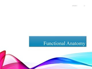 Functional Anatomy
6/9/2017 11
 