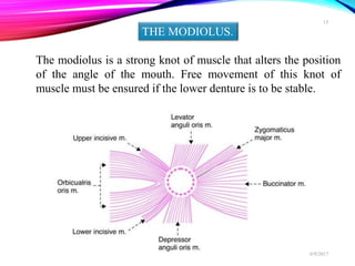 THE MODIOLUS.
The modiolus is a strong knot of muscle that alters the position
of the angle of the mouth. Free movement of this knot of
muscle must be ensured if the lower denture is to be stable.
6/9/2017
15
 