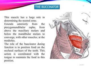 This muscle has a large role in
determining the neutral zone.
Extends anteriorly from the
pterygomandibular raphe, from
above the maxillary molars and
below the mandibular molars to
converge, with other muscles, at the
modiolus.
The role of the buccinator during
function is to position food on the
occlusal surfaces of the teeth. This
action is coordinated with the
tongue to maintain the food in this
position.
THE BUCCINATOR
6/9/2017
17
 