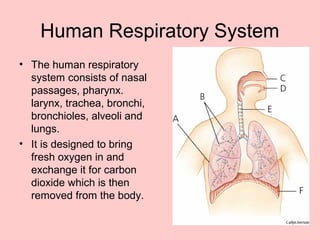 Human Respiratory System
• The human respiratory
system consists of nasal
passages, pharynx.
larynx, trachea, bronchi,
bronchioles, alveoli and
lungs.
• It is designed to bring
fresh oxygen in and
exchange it for carbon
dioxide which is then
removed from the body.
 