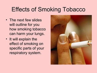 Effects of Smoking Tobacco
• The next few slides
will outline for you
how smoking tobacco
can harm your lungs.
• It will explain the
effect of smoking on
specific parts of your
respiratory system.
 