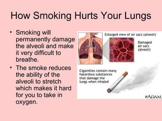 How Smoking Hurts Your Lungs
• Smoking will
permanently damage
the alveoli and make
it very difficult to
breathe.
• The smoke reduces
the ability of the
alveoli to stretch
which makes it hard
for you to take in
oxygen.
 