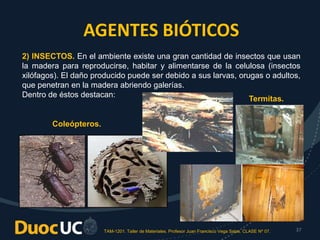 TAM-1201. Taller de Materiales. Profesor Juan Francisco Vega Salas. CLASE Nº 07. 37
AGENTES BIÓTICOS
2) INSECTOS. En el ambiente existe una gran cantidad de insectos que usan
la madera para reproducirse, habitar y alimentarse de la celulosa (insectos
xilófagos). El daño producido puede ser debido a sus larvas, orugas o adultos,
que penetran en la madera abriendo galerías.
Dentro de éstos destacan:
Coleópteros.
Termitas.
 