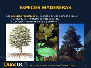 TAM-1201. Taller de Materiales. Profesor Juan Francisco Vega Salas. CLASE Nº 07. 4
ESPECIES MADERERAS
Las especies forestales se clasifican en dos grandes grupos:
* Latifoliadas (frondosos de hoja caduca).
* Coníferas (resinosos de hoja perenne).
 