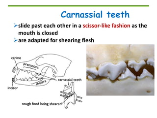 Carnassial teeth
slide past each other in a scissor-like fashion as the
mouth is closed
are adapted for shearing flesh

 