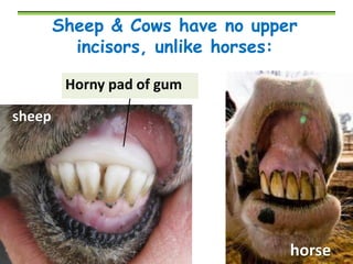 Sheep & Cows have no upper
incisors, unlike horses:
Horny pad of gum

sheep

horse

 